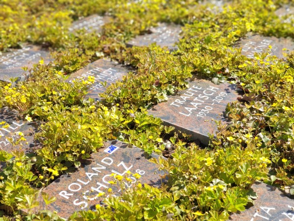 Urnenreihengrab mit Pflege durch den Friedhofsgärtner